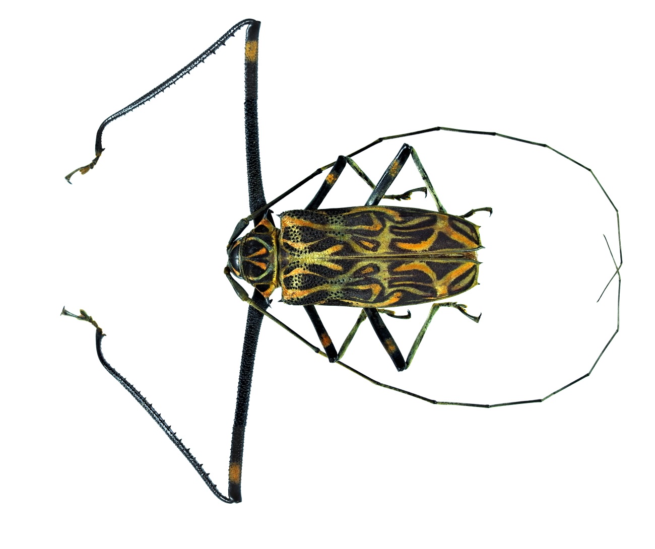 acrocinus_longimanus_1.jpg