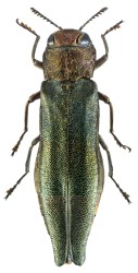 Agrilus