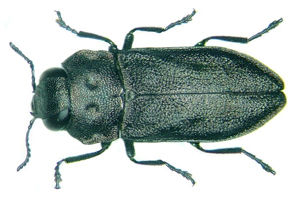 Anthaxia quadripunctata