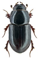 Aphodius