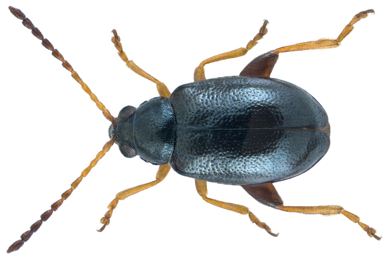 Aphthona euphorbiae