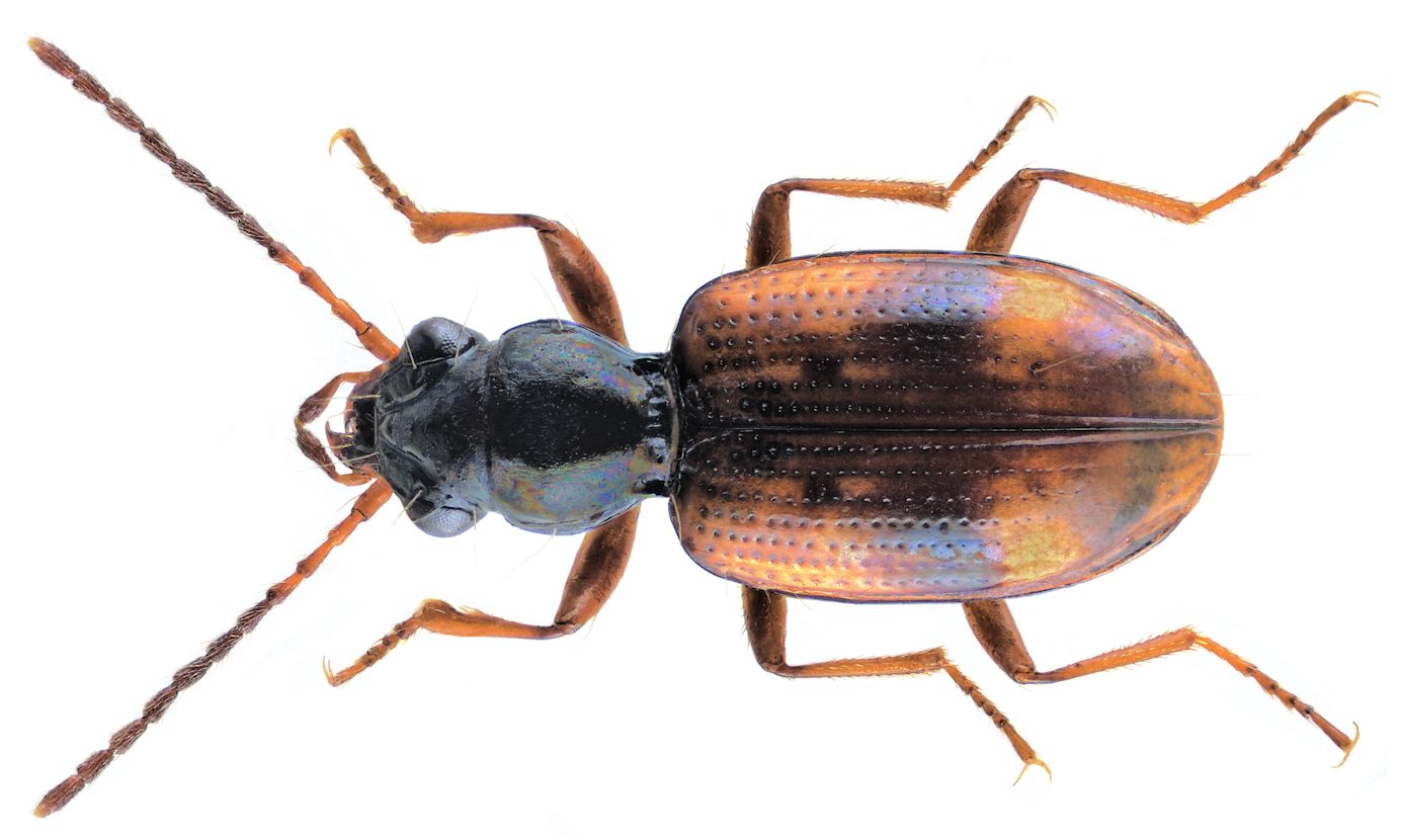 Bembidion articulatum