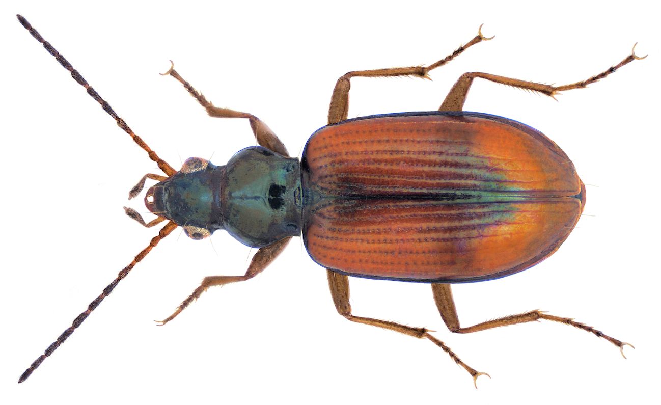 Bembidion testaceum