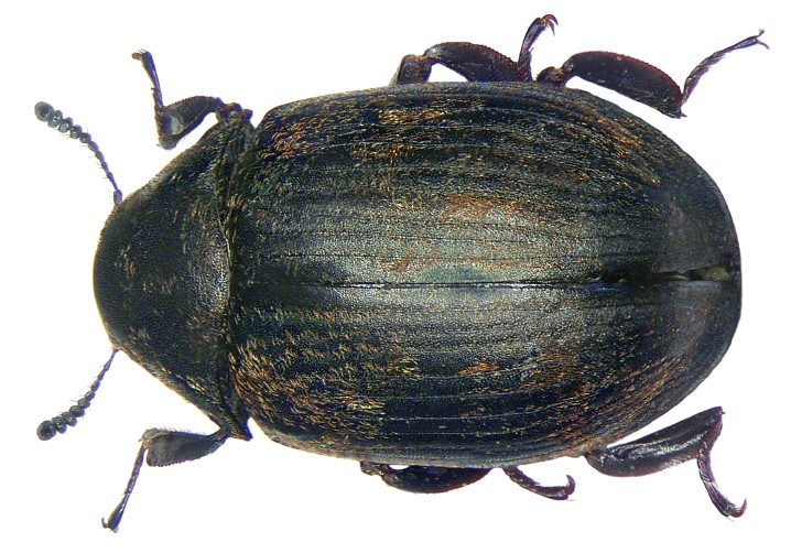 Byrrhus pilula