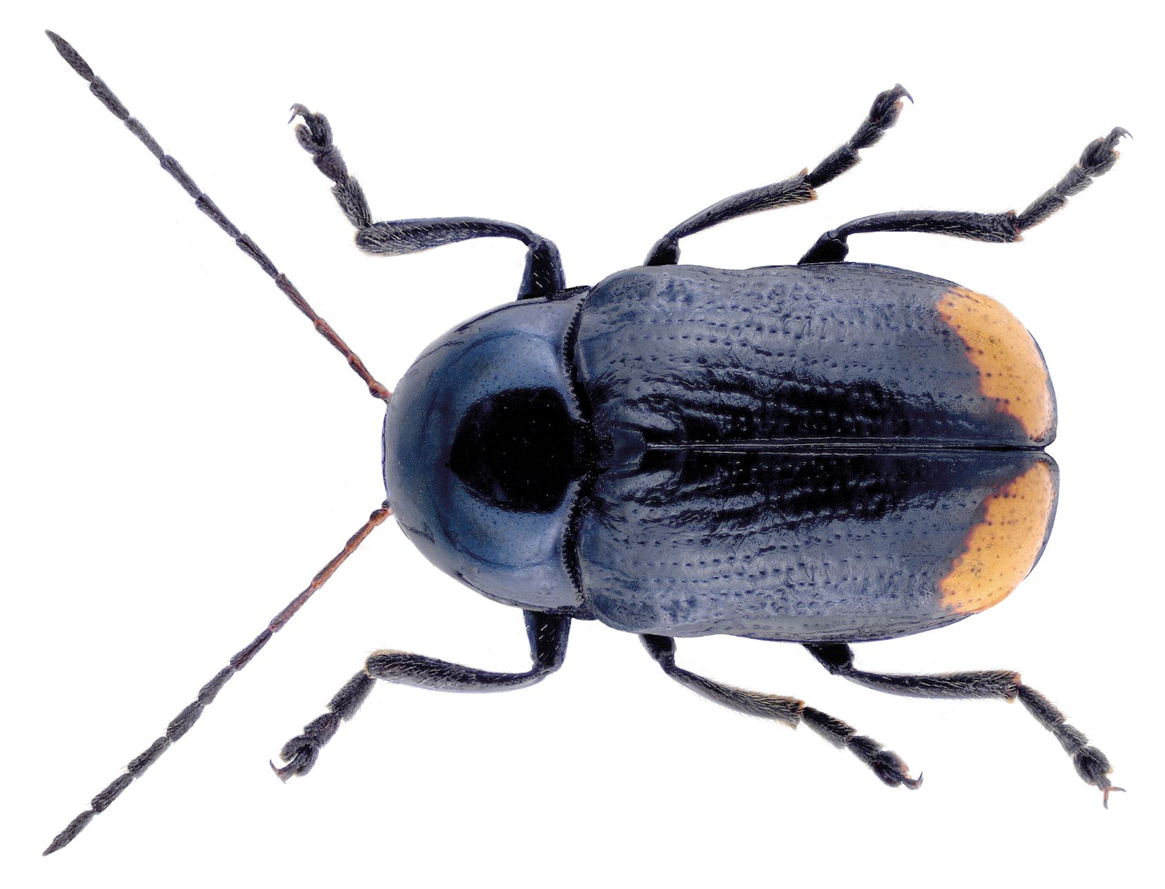 Cryptocephalus biguttatus 2