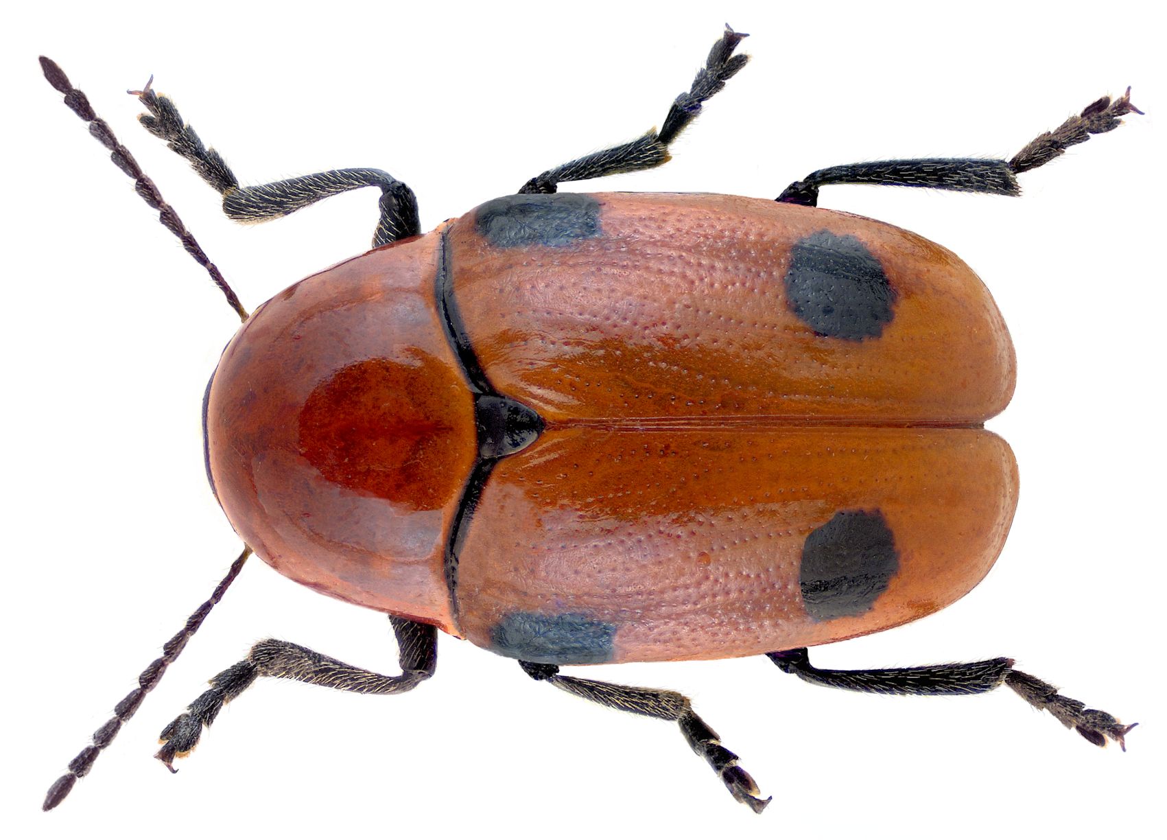Cryptocephalus bimaculatus 2
