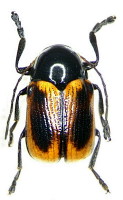 Cryptocephalinae