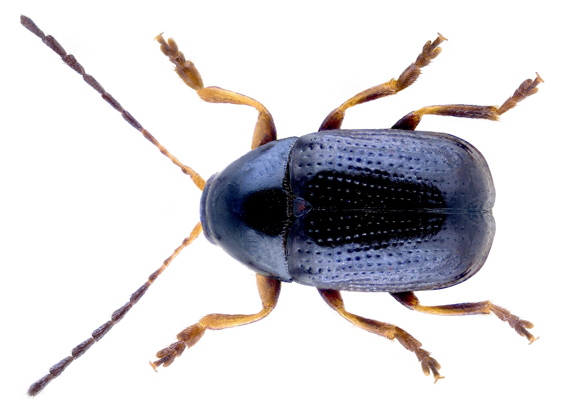 Cryptocephalus labiatus 2