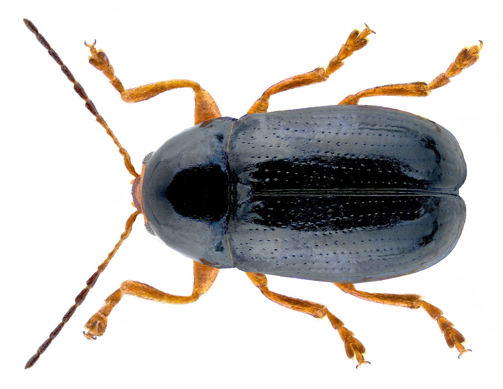Cryptocephalus scapularis 2