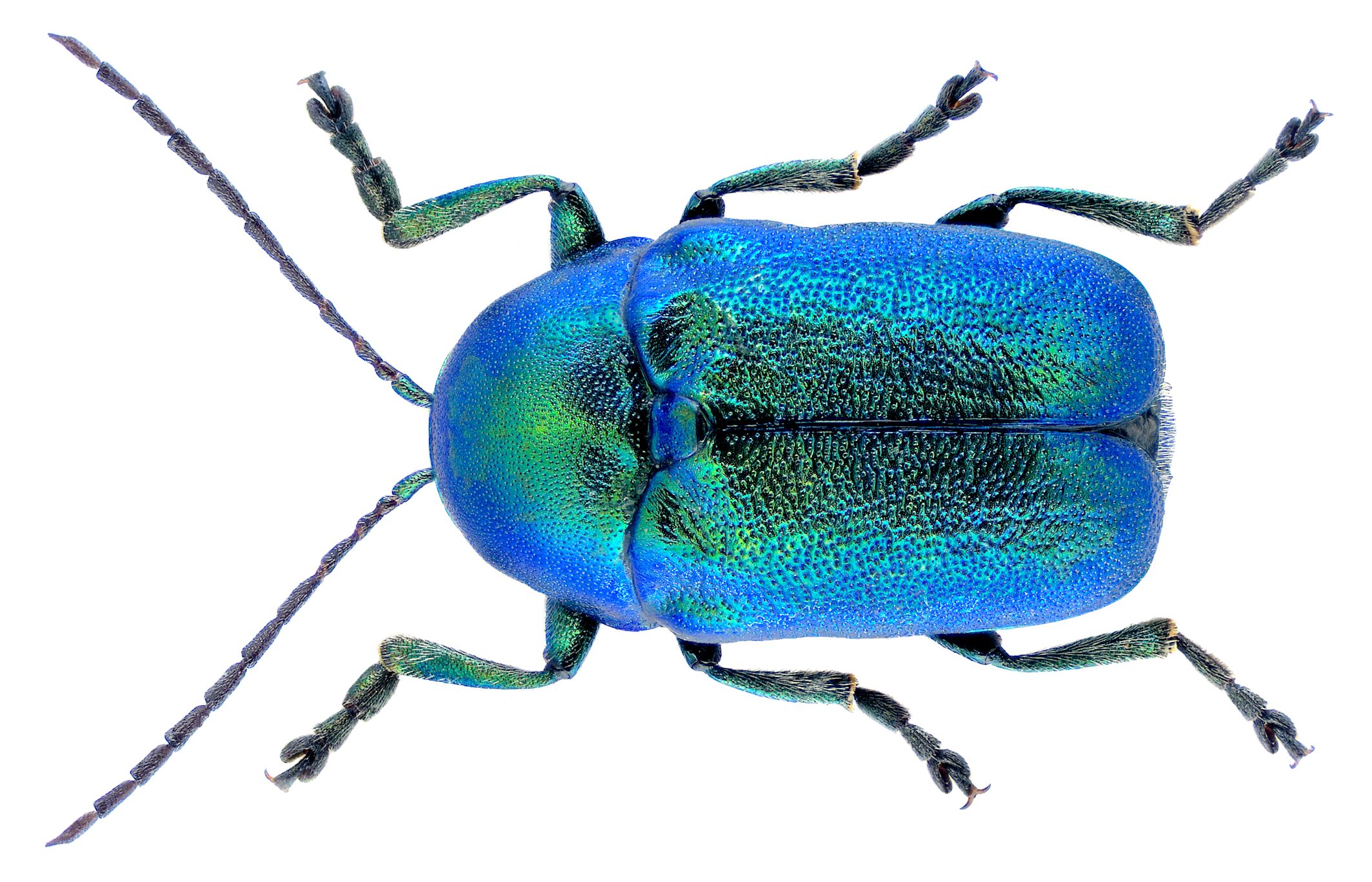 Cryptocephalus sericeus 2