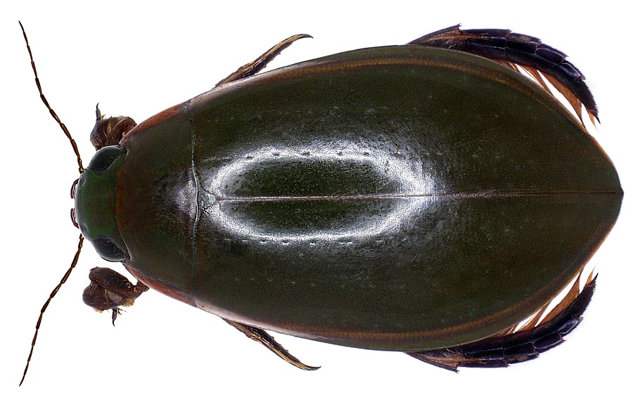 Cybister Alchetron, The Free Social Encyclopedia