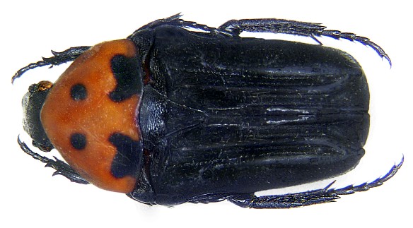 Glycyphana macquarti malesiana
