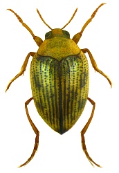 Haliplidae