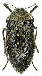 Buprestidae Palaearktische Region