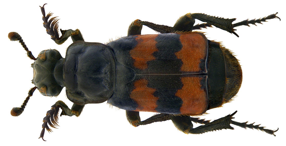 necrophorus_fossor_1.jpg