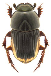 Coprinae Orientalische Region