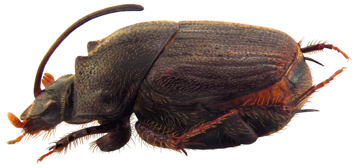 onthophagus_mopsus_1.jpg