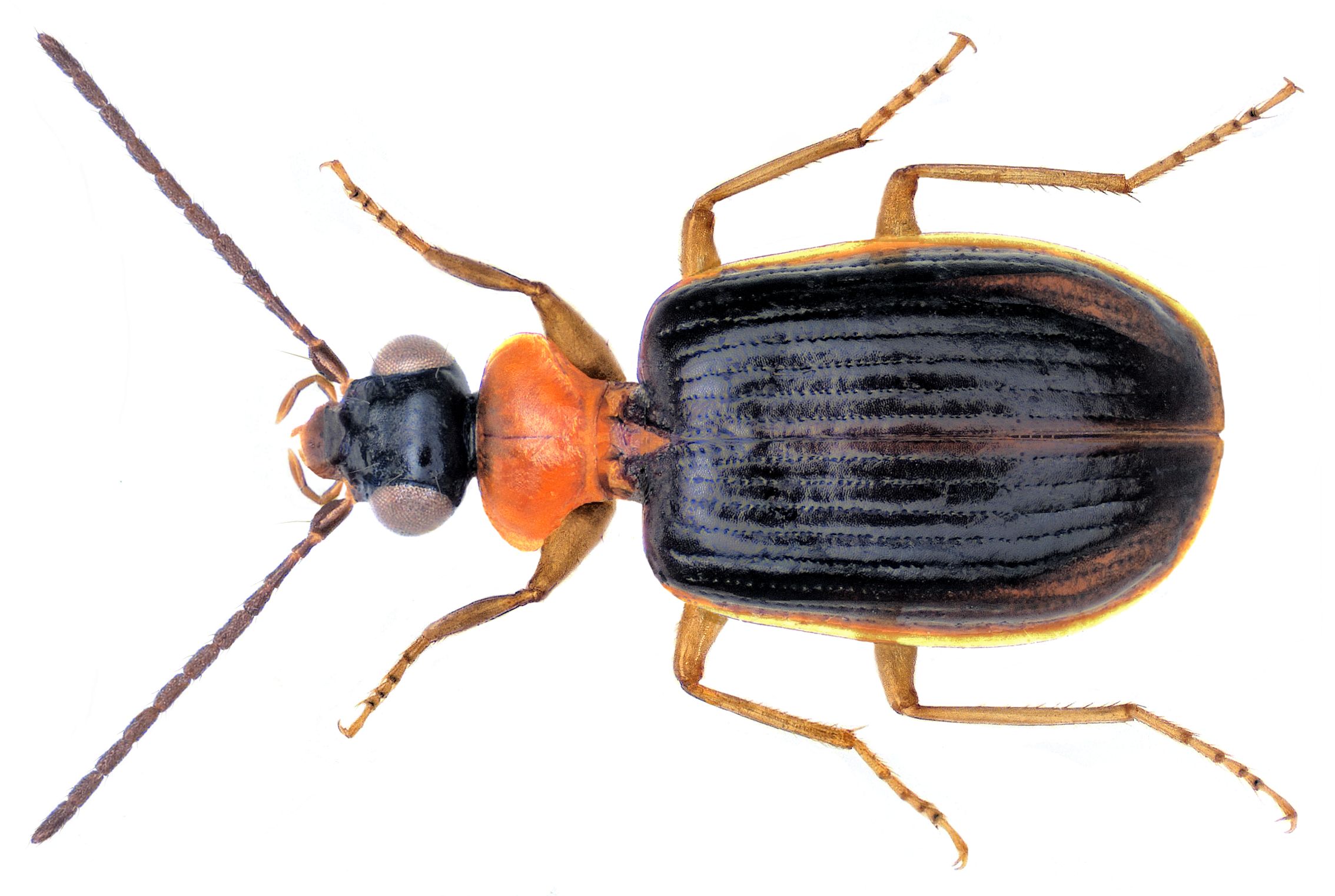 Lebiam
