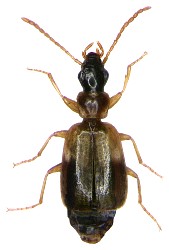 Philorhizus