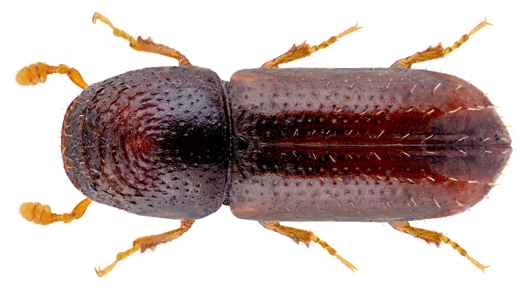 Pityophthorus exsculptus 2