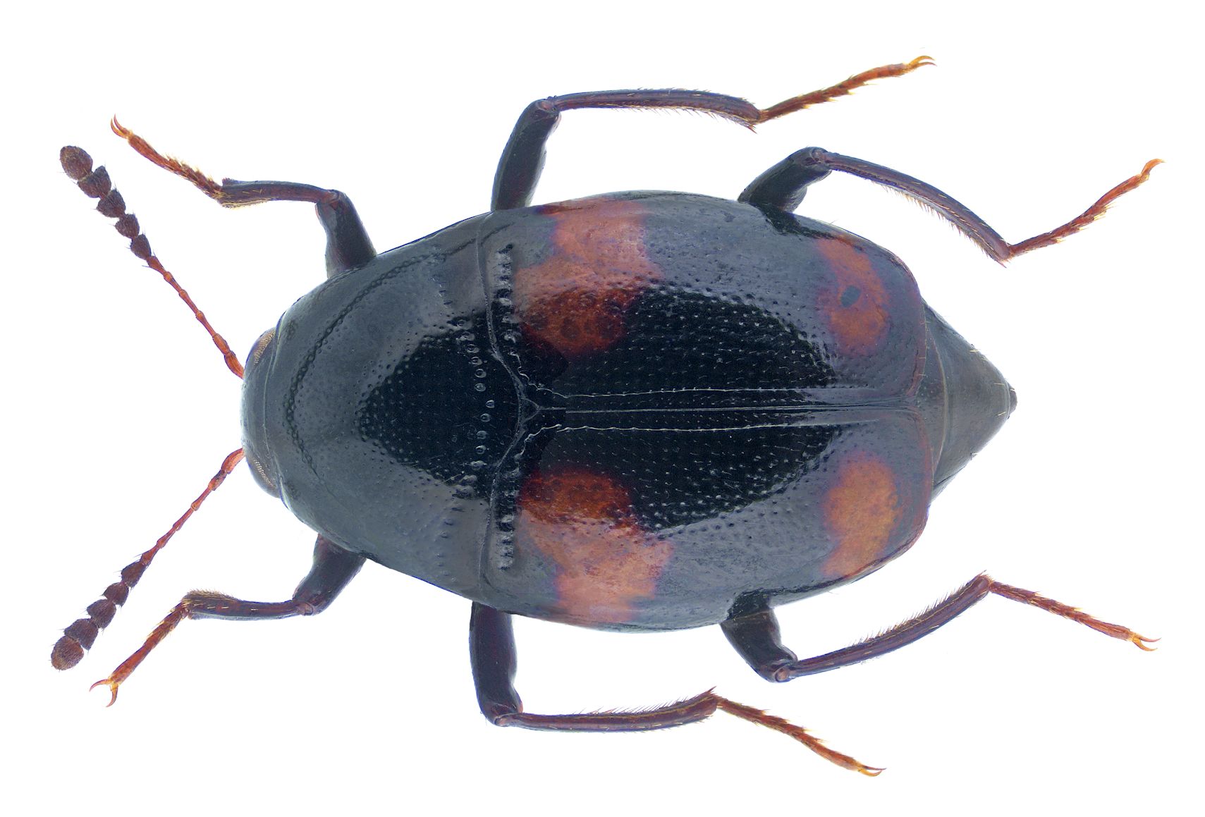 Scaphidium quadrimaculatum 2