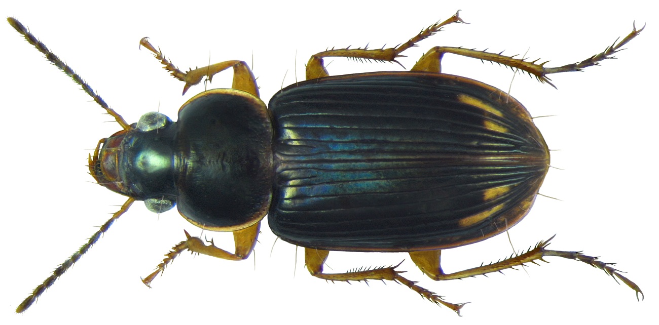 Stenolophus smaragdulus