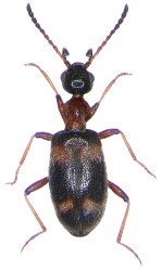 Anthicidae Palaearktische Region