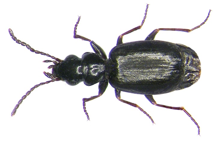 Syntomus truncatellus