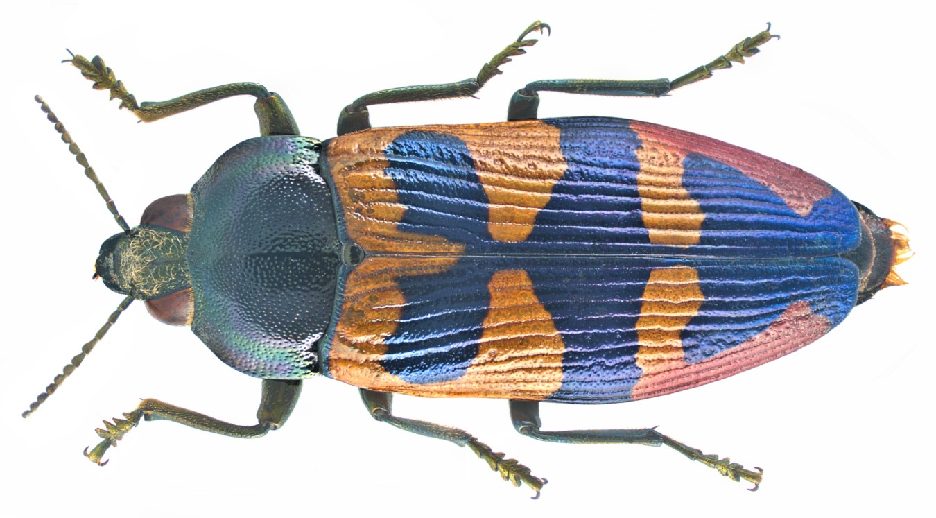 Temognatha maculiventris
